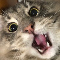 onz (@zn2017) 's Twitter Profile