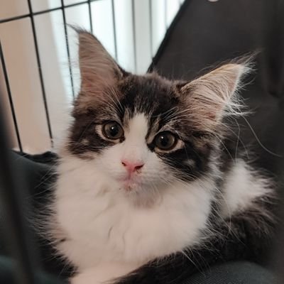 Alucard_4's profile picture. 組み込みソフトウェアエンジニア
舞台創造科、適合者、島民、長男2歳、猫2匹。

FE、AP、ES、G検定持ち。次はE資格か…？

各種所得制限反対、年少扶養控除復活求む、税社保負担下げろ、高額療養費制度の区分分けやめろ勢。

国民民主支持