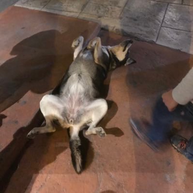 takosuketa's profile picture. 眠りたい