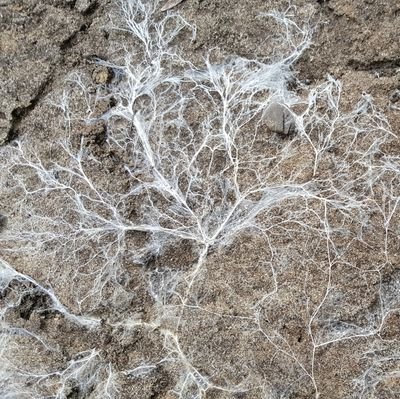 Soil Fertility Specialist with OMAFA; CCA-ON 4R NMS.
Tweets are my own.