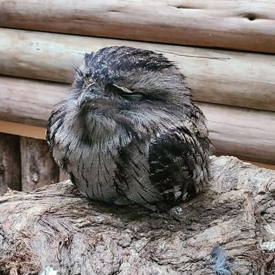 jagarico1144's profile picture. 好きな色は虹色です