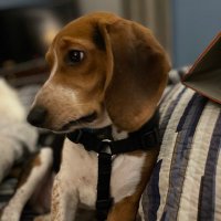 Wade from Texas (@ownedbybeagle) 's Twitter Profile