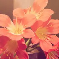 Mel (@stf) 's Twitter Profile