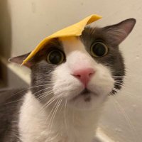 penaut ˃̵ᴗ˂̵ (@md_fushiguro) 's Twitter Profile