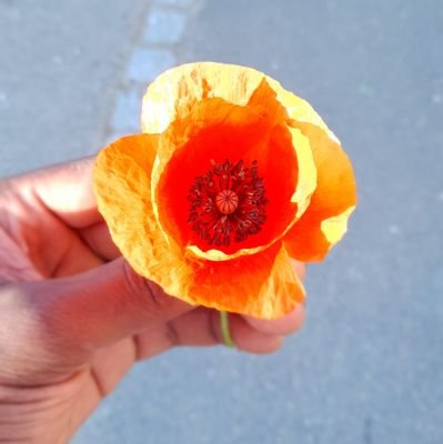 AlsnyBald2's profile picture. Ingénieur dev 👨‍💻 | J’écris du code qui (normalement) marche du premier coup 😅 | Passion tech & innovation 🚀