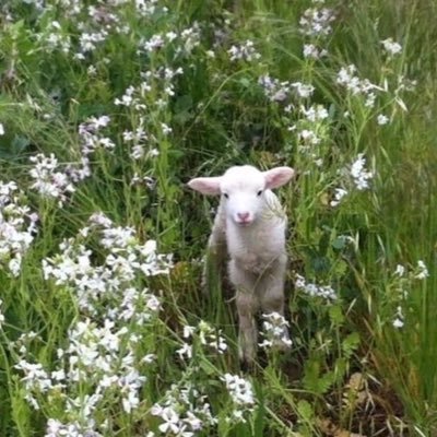 tiIyouremine's profile picture. 