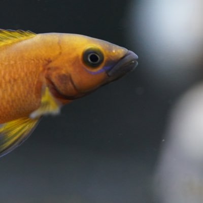 aquafishgarden's profile picture. Aquarium and garden hobbyist sharing knowledge.