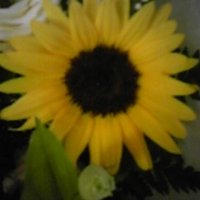 y_sawabe (@yumchan) 's Twitter Profile