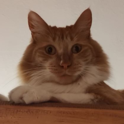 layer0's profile picture. 