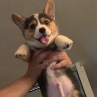 shaaf (@realshaaf) 's Twitter Profile Photo