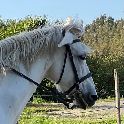 Horse riding 🐴❤️