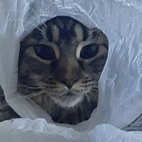 Zotov Matvey (@madthanos_hs) 's Twitter Profile Photo