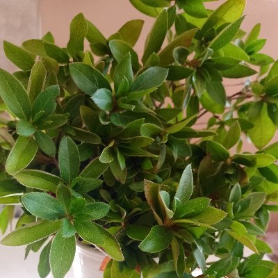 rosamar81399196's profile picture. 