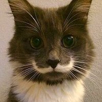 Patriot (@danverret1) 's Twitter Profile