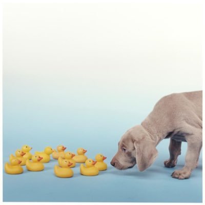 Jazziepools1's profile picture. 