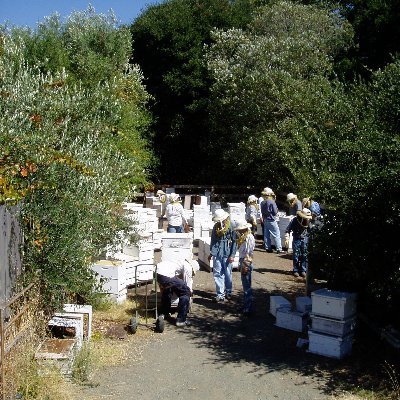 Keeping the bees alive! Educating on sustainability, healthy eating, fullfilling your dreams through adding positive value to your surroundings