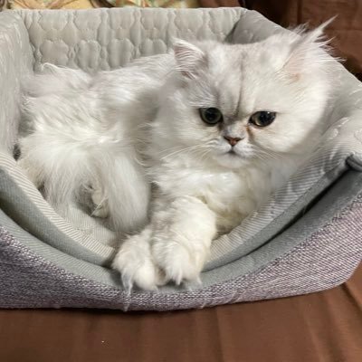 Kuu_ccl's profile picture. 2021/9/16生まれチンチラのくー(女の子)と、2025/2/18 生まれペルシャのシャル(男の子)です！