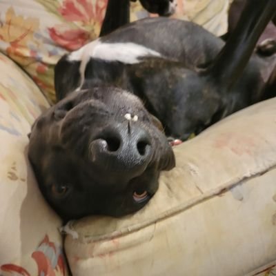 AShigemoto's profile picture. Post Doctoral Fellow at WPI University, making photocages to study the effects of zinc on the brain and body.