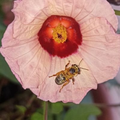 Conocer la importancia de la abeja, el proceso y trabajo que realizan como polinizadoras es indispensable para crear conciencia sobre su cuidado.