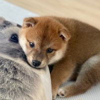 柴犬なつめ (@shiba_natsume) Twitter profile photo