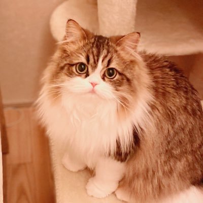 愛猫と息子に夢中なみほさんのプロフィール画像