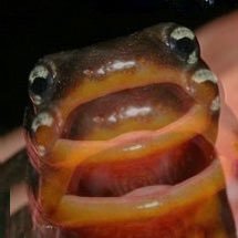 yosemitetoad's profile picture. i'll have a mixed berry - chris, april 7th 2015