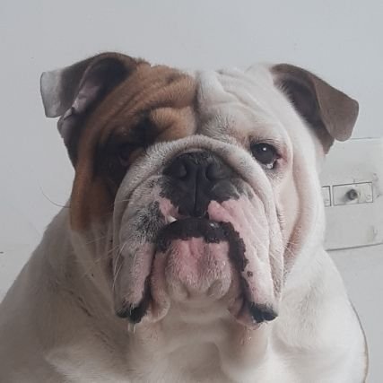 Bulldog_Fawkes's profile picture. Sócio do meu humano na loja virtual PawsitivelyArt
Bulldog inglês 🥳 11/jan/2021 Dieta crua BARF  Biologically Appropriate  Raw Food. 
 IG: @fawkes.o.bulldog