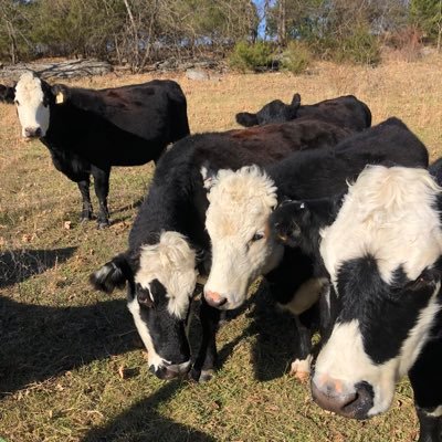 Saved husband, father, and grandfather. Angus Bulls and Black Hereford Cows. NO UNREQUESTED DM’s.