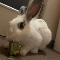 ミニウサギのようむ (@rabitminiusagi) 's Twitter Profile