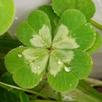 半世紀ほど生きております…
短歌・俳句と花鳥風月の写真、
その時時の好きなものやご飯の写真もあります…
7月くらいまで木曜・金曜が特に低浮上となりますが…
どうぞよろしくお願いいたします…🍀