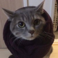 あさると@幻影戦争、鉄拳こばぶ (@tola_neko) 's Twitter Profile