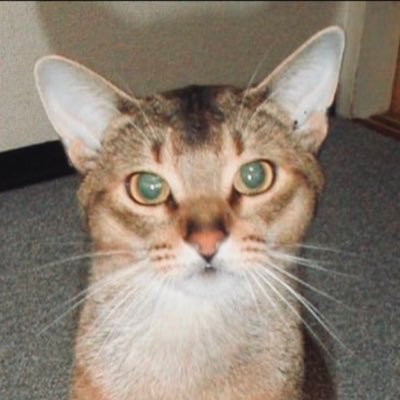 あびさんのプロフィール画像