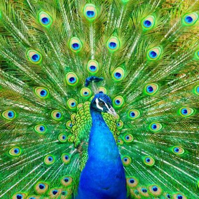 BigGayPeacock's profile picture. 
