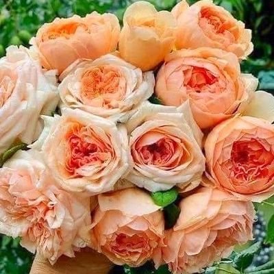 MASORA_ROSE's profile picture. ❤❤