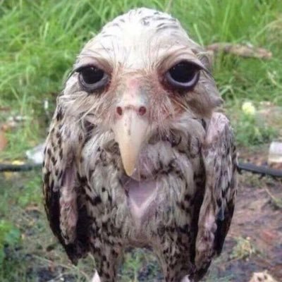 adanakebap0101's profile picture. 