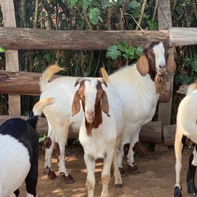 Project TenPlus2: Growing a stock of goats from 10 ewes and 2 bucks until December 2024.                   +256703590042