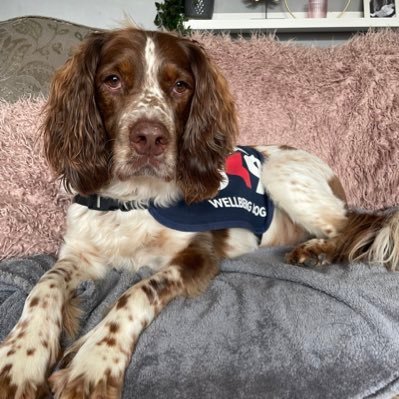 Chase age 7, springer spaniel, failed explo dog BUT now a qualified OK9 well-being/ trauma support dog for South Yorkshire Police. 100% pure bred good boy 🐶❤️