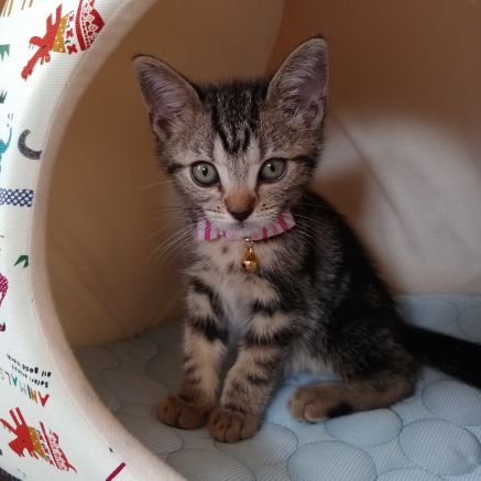 長いこと建築現場で金物の取付をしています。
ペットドア、猫扉、棚、手すり、物干し 軽量鉄骨その他 お取り付けします。既製品 製作物対応致します。
関東エリア その他の方も!
DMもしくは下のホムペよりお問い合わせください。
フォロー♡RT頂けると助かります。