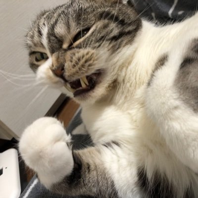 UG0J9zbZ2POM2EK's profile picture. 自動車関係全般大好き！！ Z33・200系ハイエース・A45AMG 乗ってます。 愛猫のポチョの事ばかり投稿しますが、稀に車の事やゲーム……無言フォロー等失礼します！m(__)m