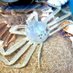 グンダ🦀WhiteCrab🦀ダング (@whitecrab0071) Twitter profile photo グンダ🦀WhiteCrab🦀ダング (@whitecrab0071) Twitter profile photo