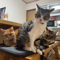 森最中 (@monateyan) Twitter profile photo