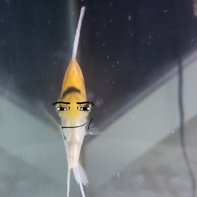 slutsskulls's profile picture. 