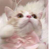 π (@n_05mi) 's Twitter Profile