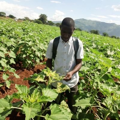 MwanduPatrick's profile picture. Agronomist