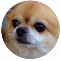 t max (@yuru_trader) 's Twitter Profile