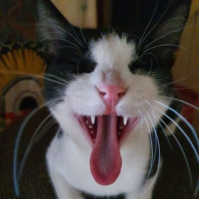 TulioandMuffy's profile picture. 