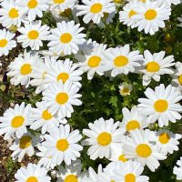 みりん。 (@english_mirin) Twitter profile photo