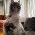 ofamafatma (@nanathecatkat) Twitter profile photo ofamafatma (@nanathecatkat) Twitter profile photo