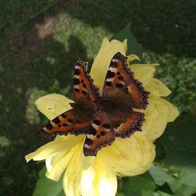 ShandanaAmjad's profile picture. 