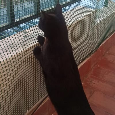 SpR_CF's profile picture. 